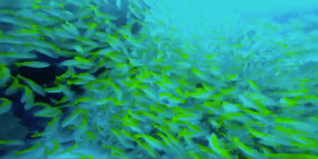 恋恋丽贝岛，人狗情未了|KohLipe