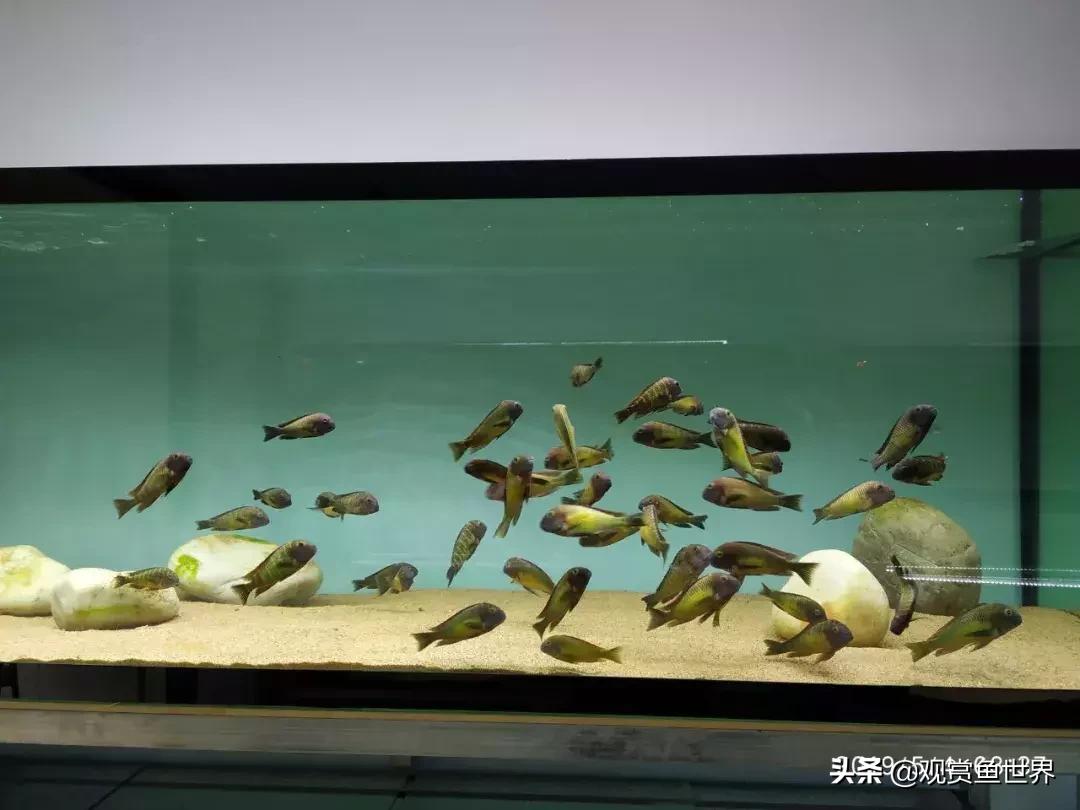 梦想的三湖世界持续建设中……方位:中国天津