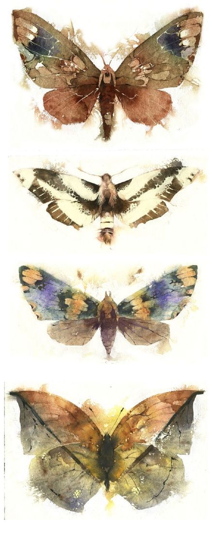 五彩缤纷的蝴蝶图片,五彩斑斓的漂亮的蝴蝶