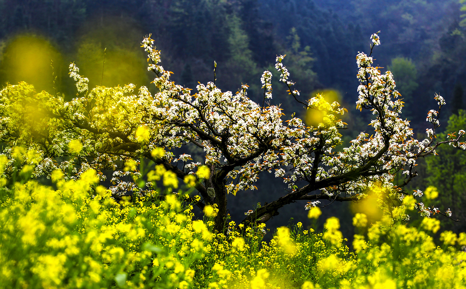 50首最美诗,三十六首桃花诗词惊艳了整个春天