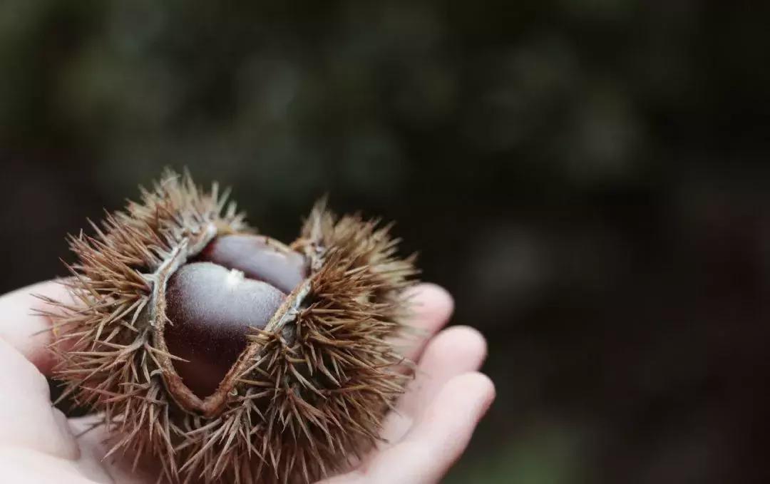 栗子健脾胃,栗子益气健脾吃法