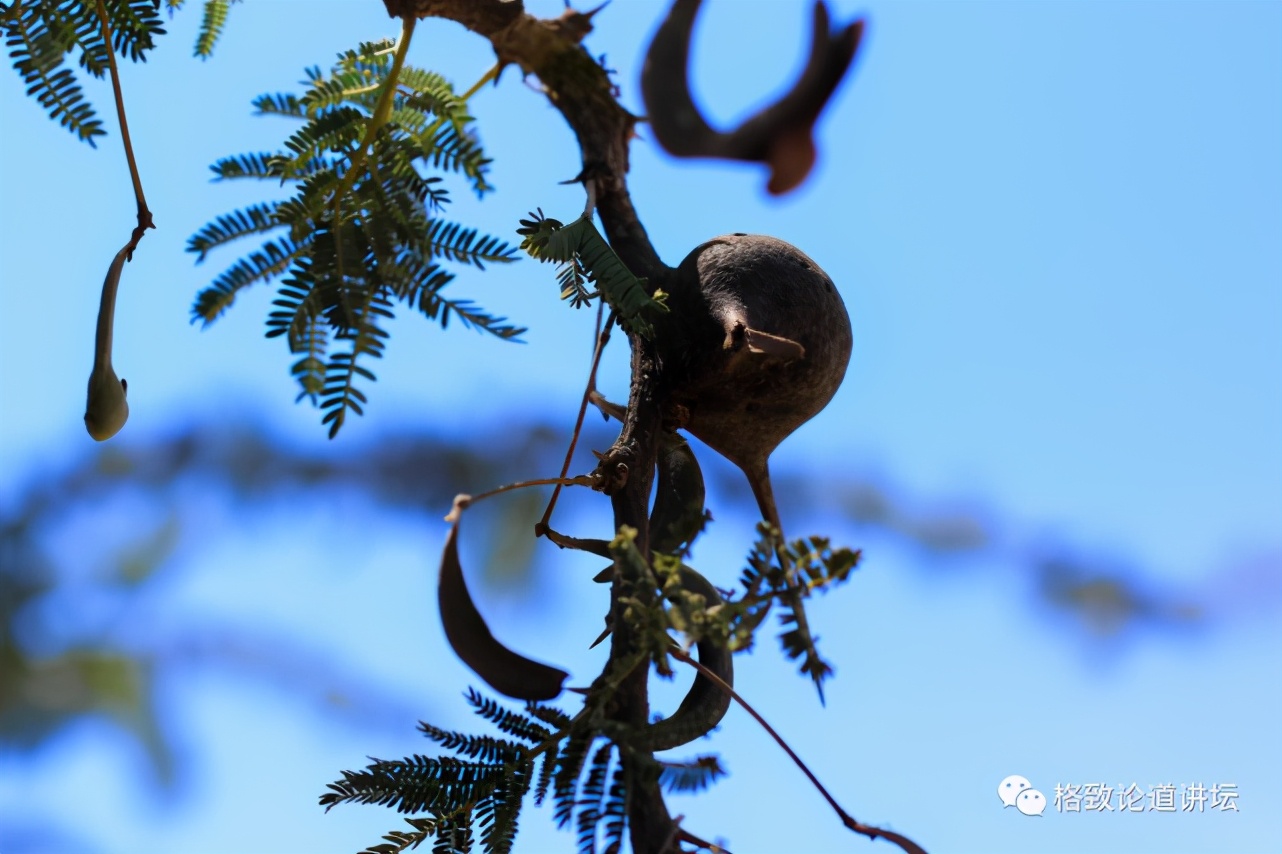 被称为“非洲最强挖掘机”的它，挖洞速度比6个人还快