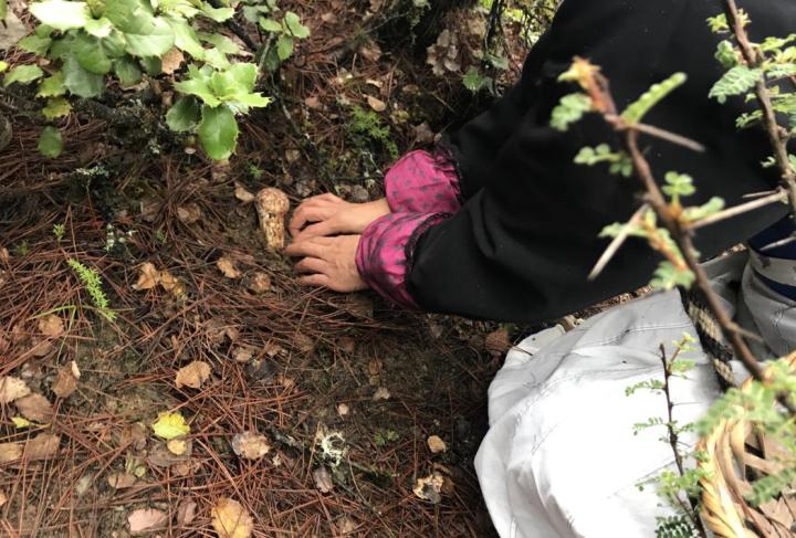 松茸和姬松茸区分,松茸与姬松茸鉴别