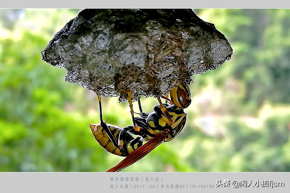 摄影图文：“秋天莫惹胡蜂”,几种常见的胡蜂