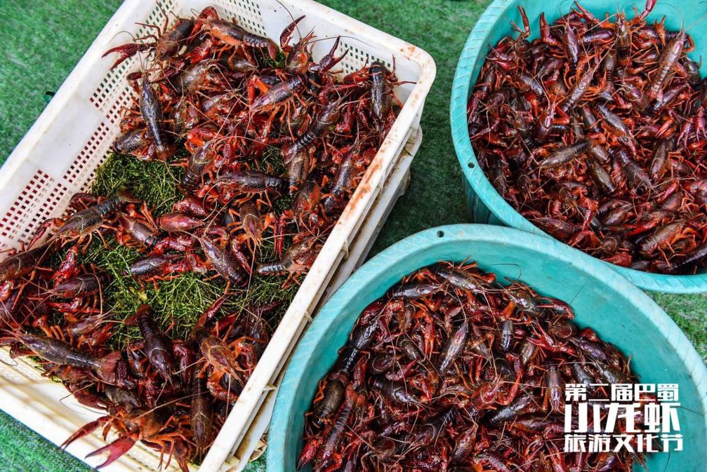 巴蜀文化旅游节,第二届柑橘旅游文化节