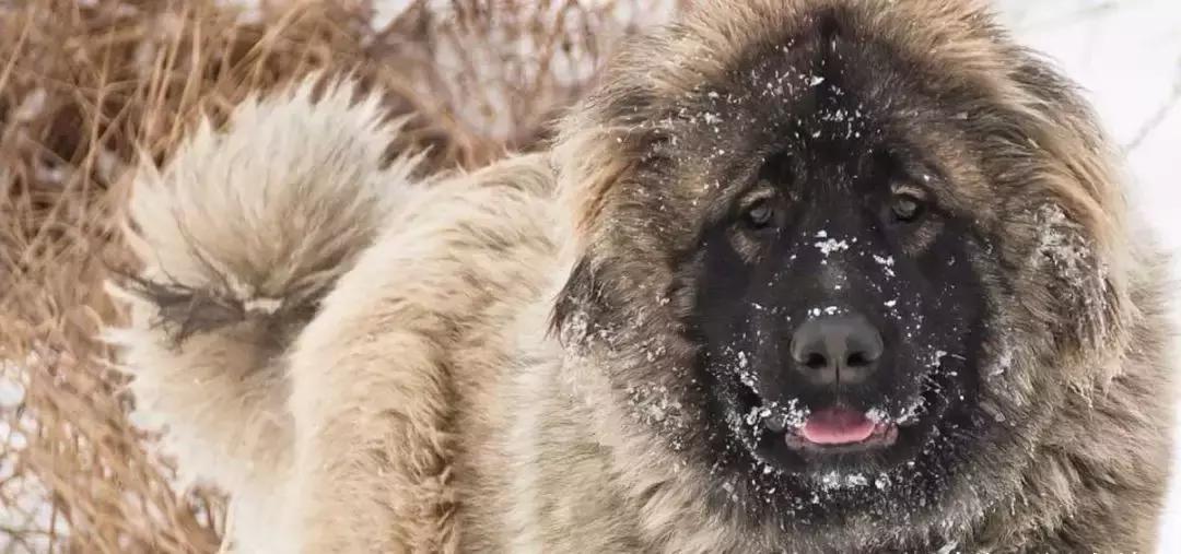 几只猛犬能打败一只老虎,能打败老虎的猛犬