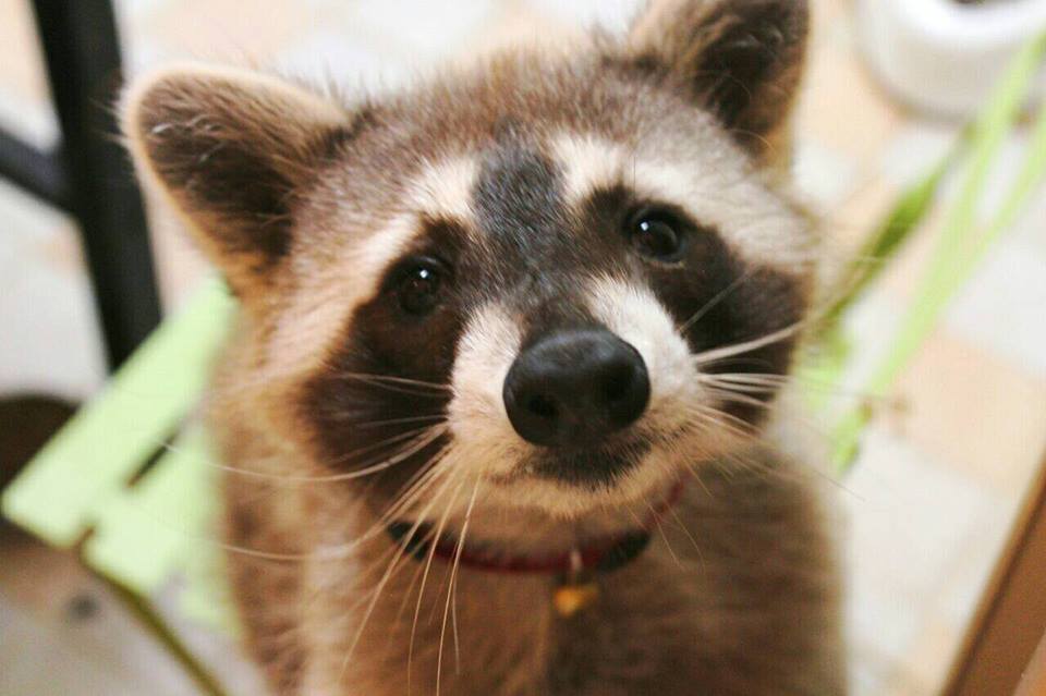 浣熊是一种非常可怕的生物,最有洁癖的动物浣熊