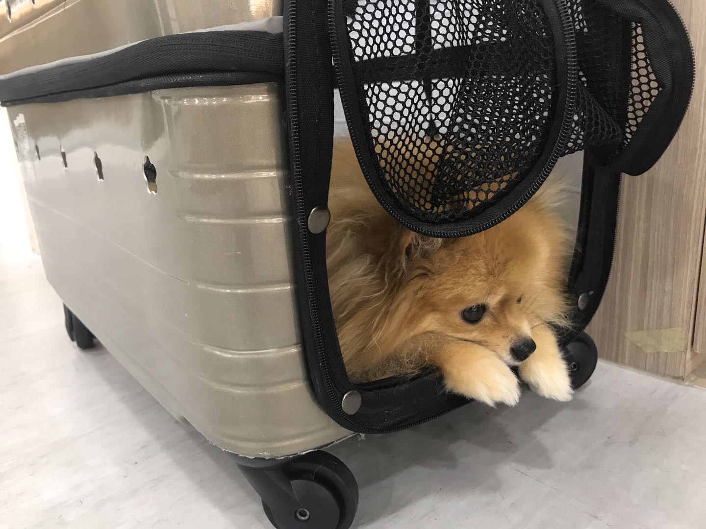 绿色的植物洗发水,绿色农场洗发水好用是真的吗