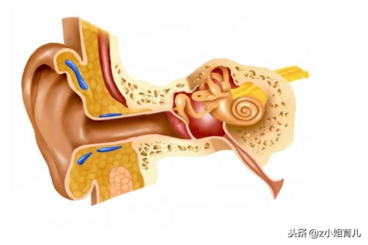 家长可以给小孩挖耳朵吗,宝宝耳朵能挖耳屎吗