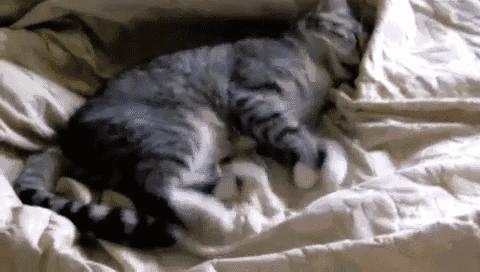 猫咪做噩梦应不应该把它叫醒,猫咪睡觉时千万不要打扰它