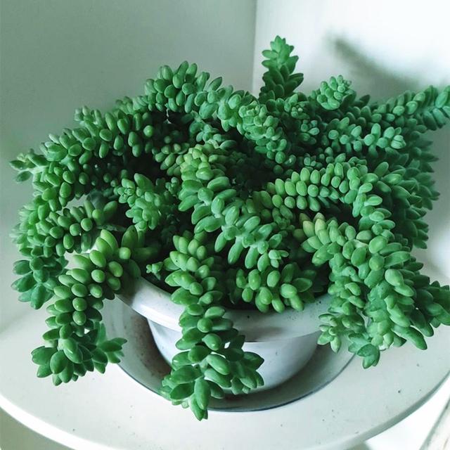 玉缀开花了怎么处理,玉缀叶子变黄掉光怎么办