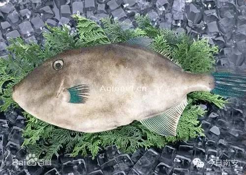 中国海鲜河鲜,市场河鲜海鲜种类大全