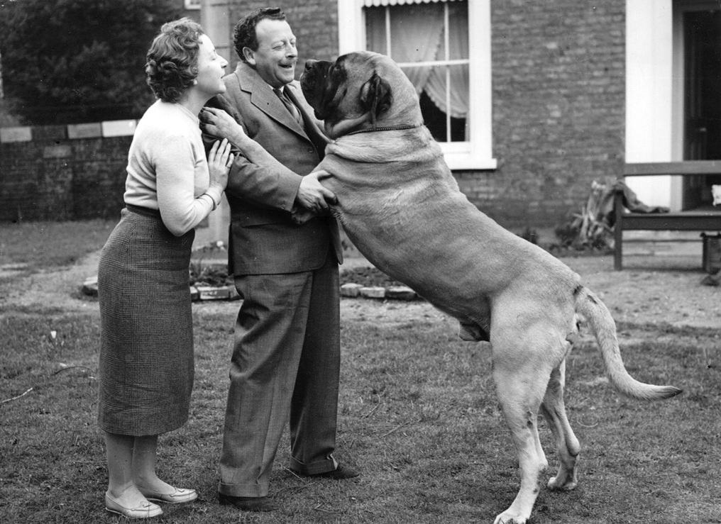 公认十大最好养的狗中型犬,狗界无攻击性的三大犬