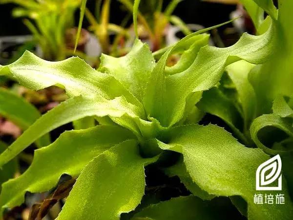 姬凤梨水培最简单的方法,姬凤梨的养护方法