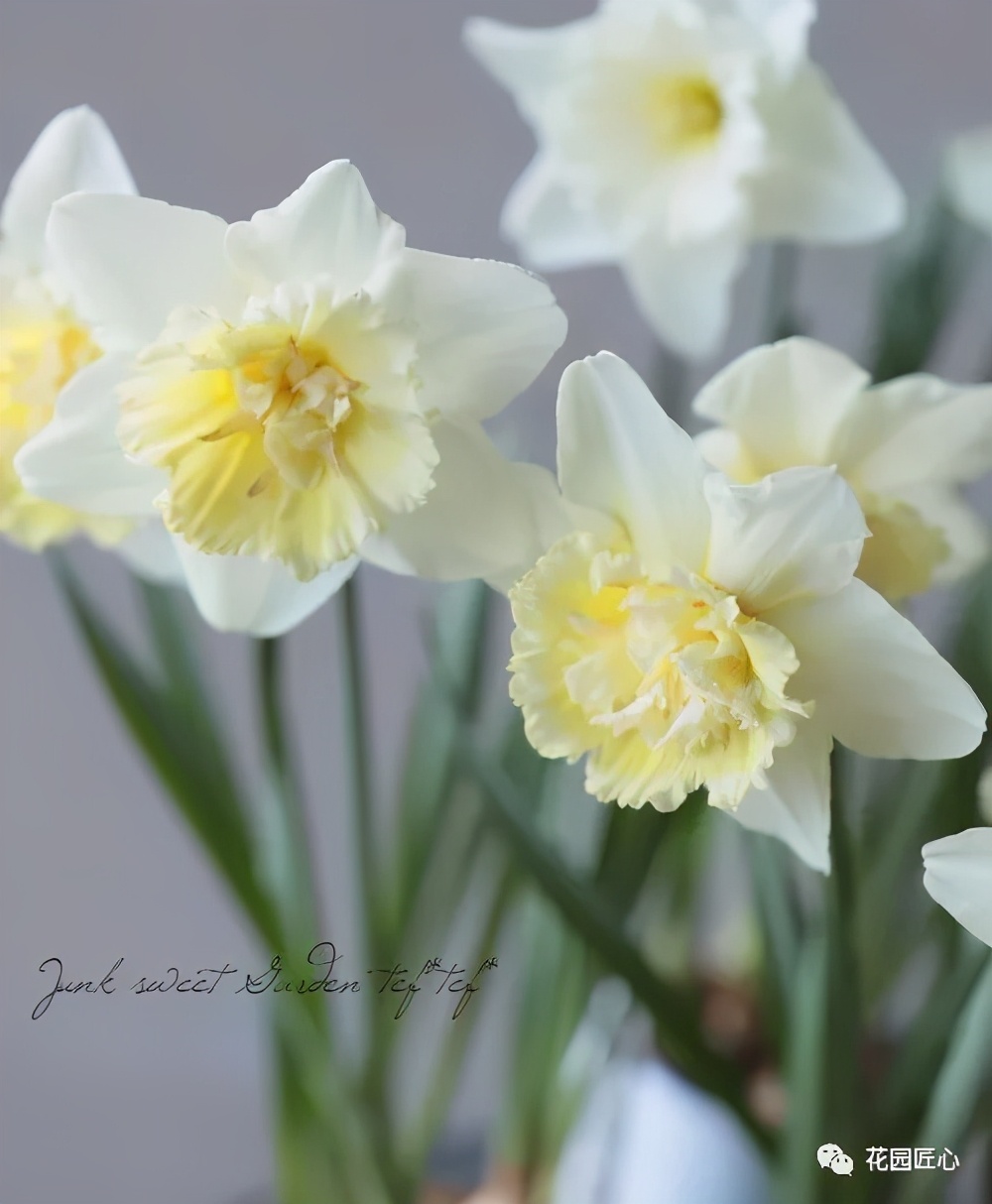 球根种植时间和方法,球根的养殖方法和注意事项