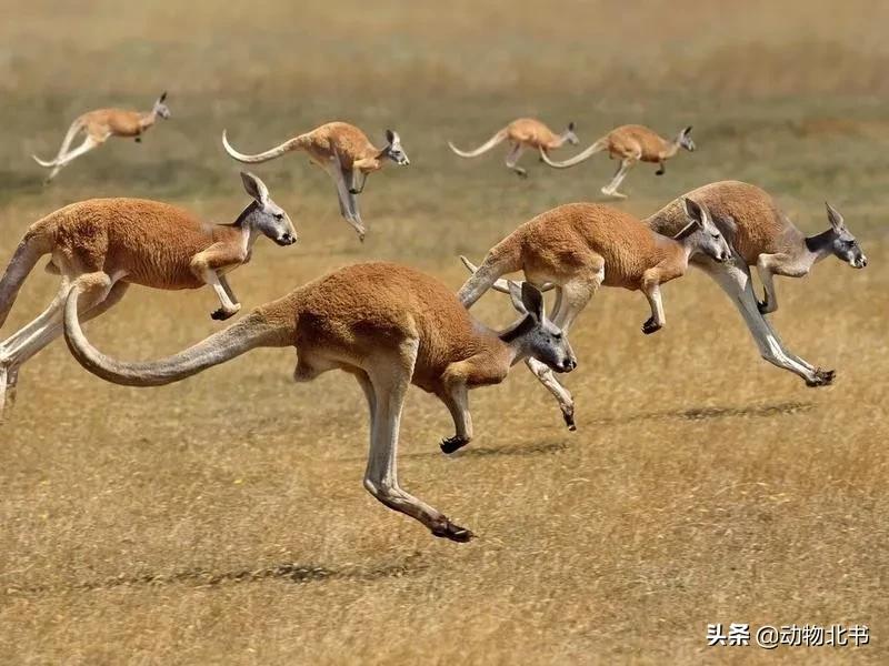 中国36个省份代表的动物,20种有代表性的动物