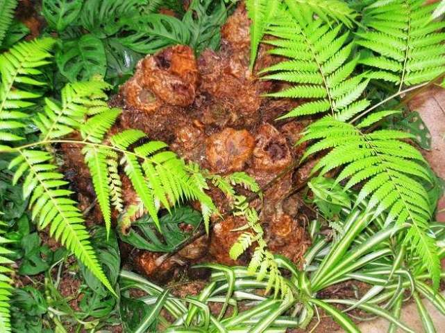 各个属相的幸运植物,十二属相的吉祥植物是什么