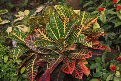 养花如何不把花养死,养花老是养死