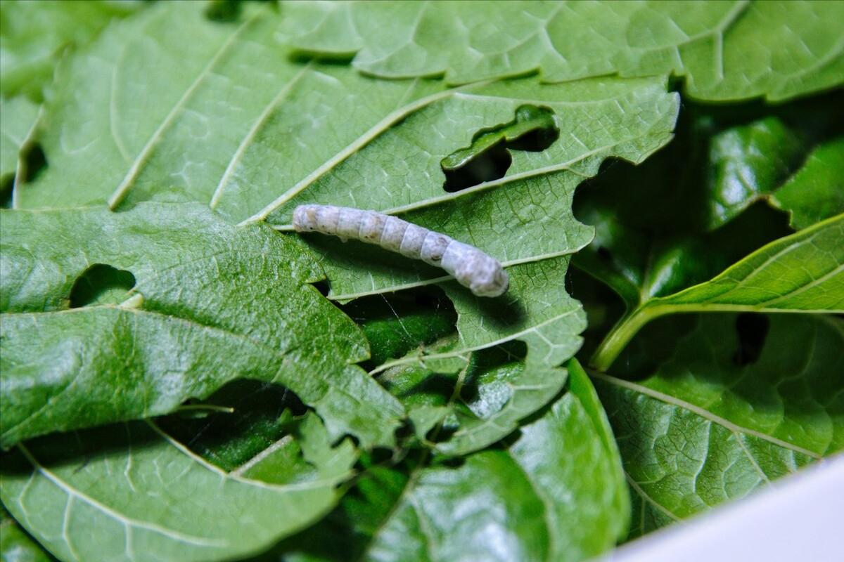 蚕怎么生活的,蚕一生都是不停的吃吗