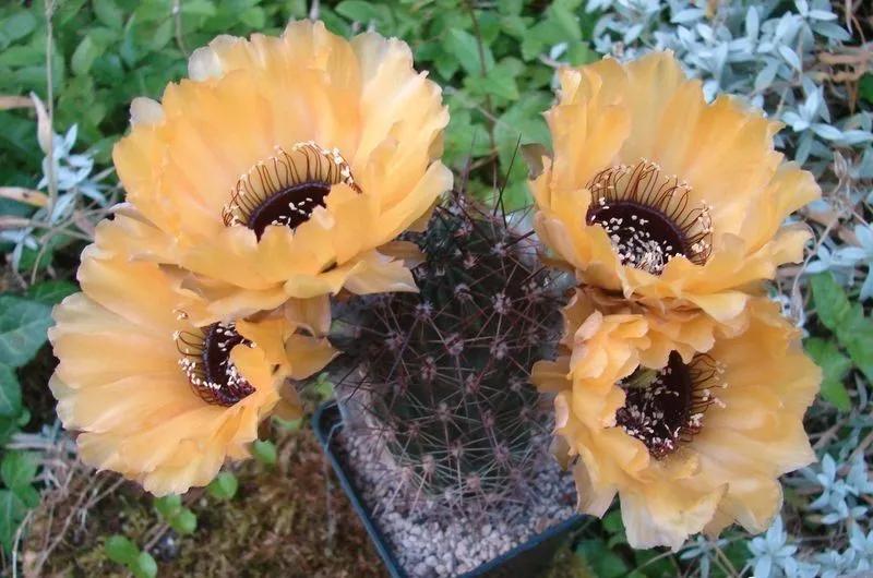 100种仙人球花图片,100种仙人球的品种视频