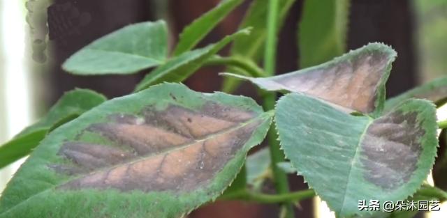 对付月季最常见的叶枯病，教你两招！