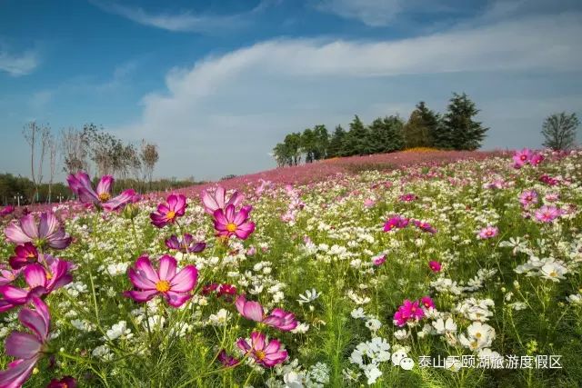 *安泰**赏花休闲婚拍就到泰山花海摩玛梦想城