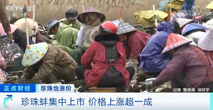 珍珠价格连续三年上涨视频,珍珠价格上涨的原因视频