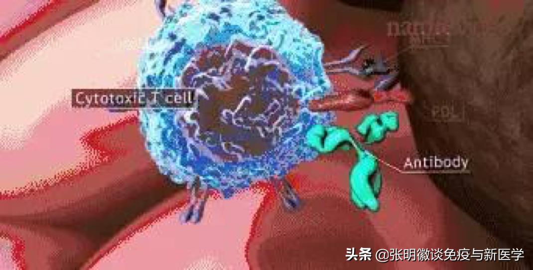 pd-1单抗治疗哪几种癌症,癌症pd-1免疫治疗费用