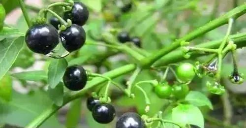 植物小时候和长大的名字不一样,小时候一种类似于甘蔗的植物