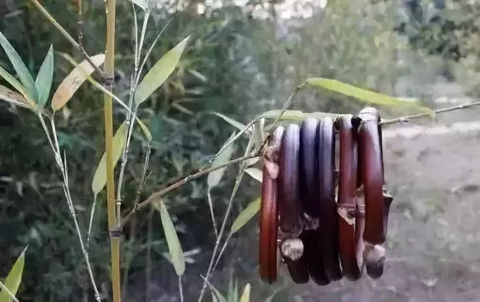 等疫情结束了我想回趟老家,等疫情结束了我想回安徽