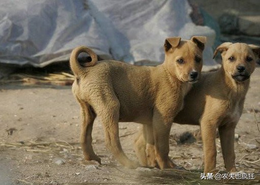 看家土狗尾巴向哪边好,农村俗语狗挡路