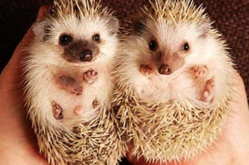 浑身是刺的小刺猬,浑身都是刺的刺猬