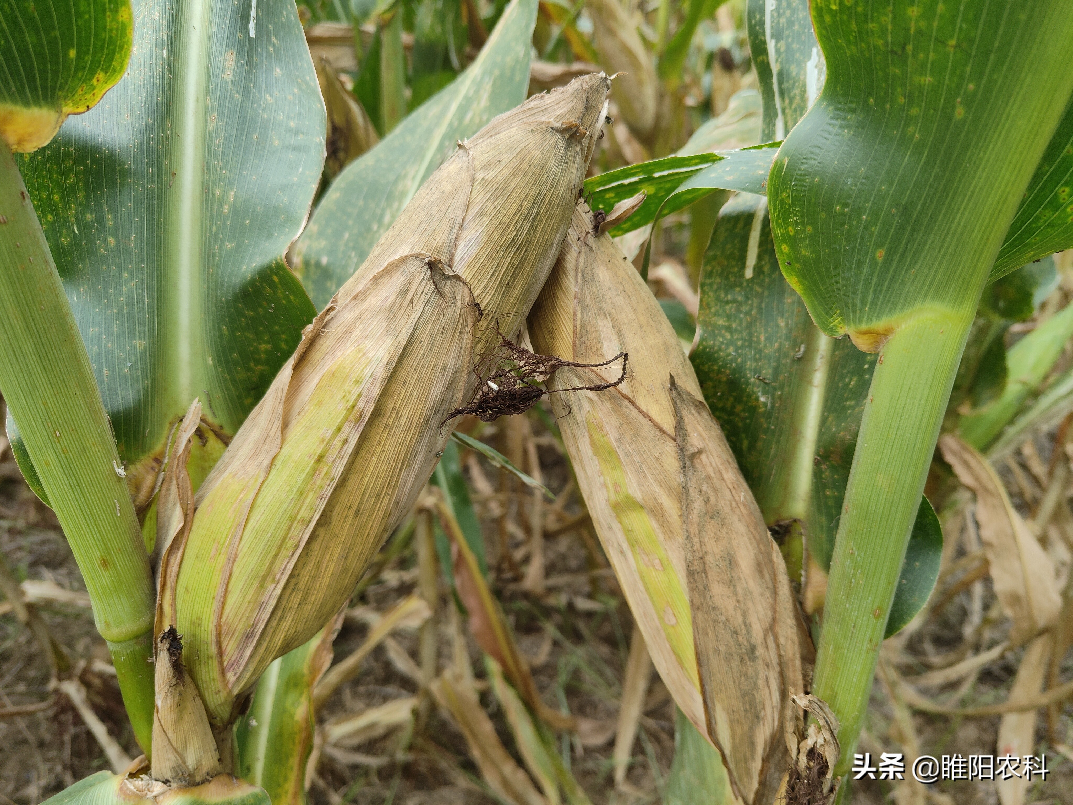 一亩玉米能产3000斤,一亩玉米地亩产可以达到1500斤吗