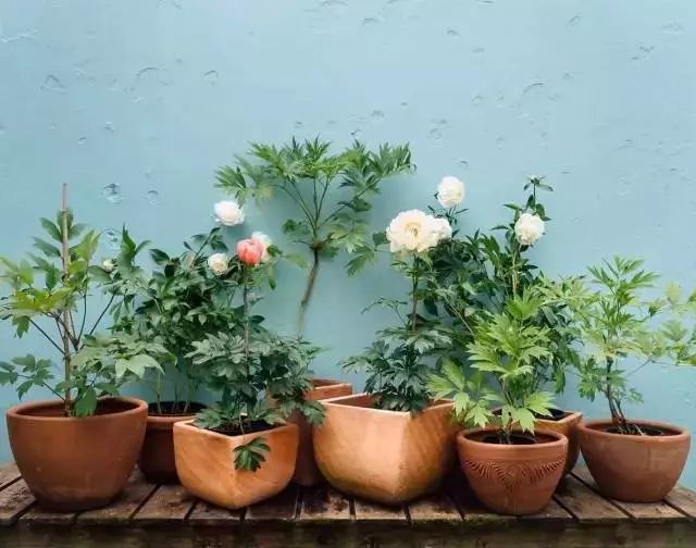 开一家植物美学小店,开一家属于自己的花店