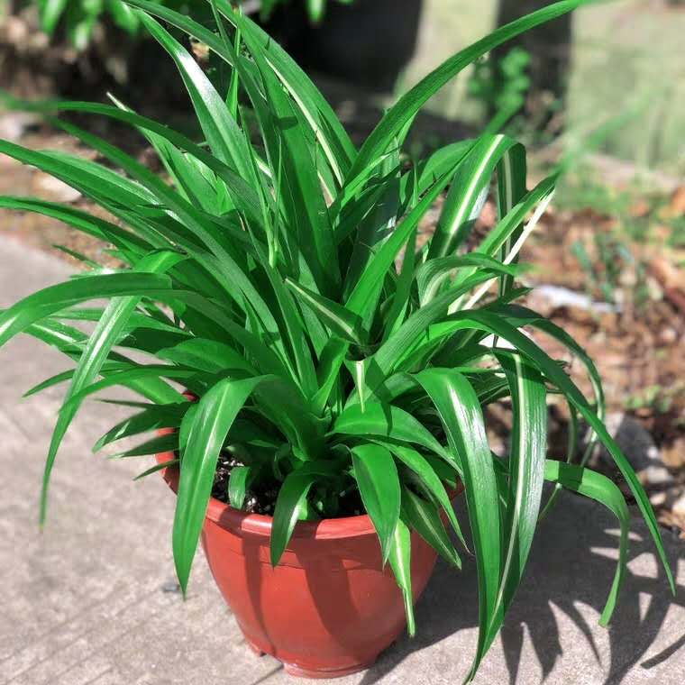 吊兰干尖怎么办,金边吊兰干尖怎么处理