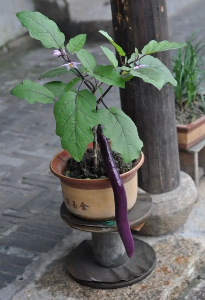 茄子最常见的病虫图片,茄子虫害最佳治疗方法