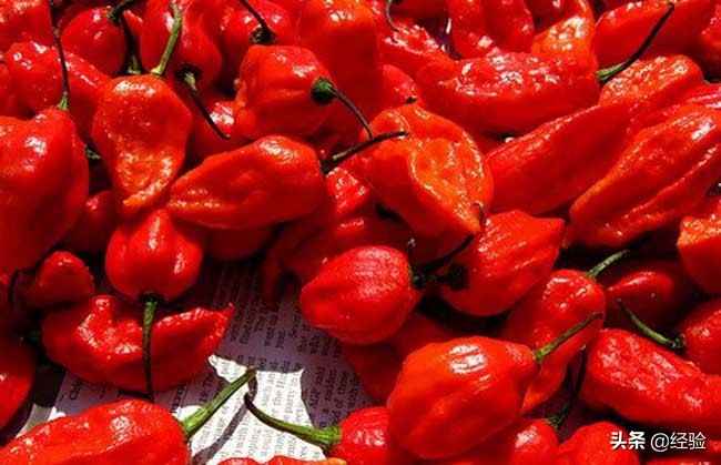 什么辣椒最香最辣最红,世界上最辣的辣椒排行榜前10名