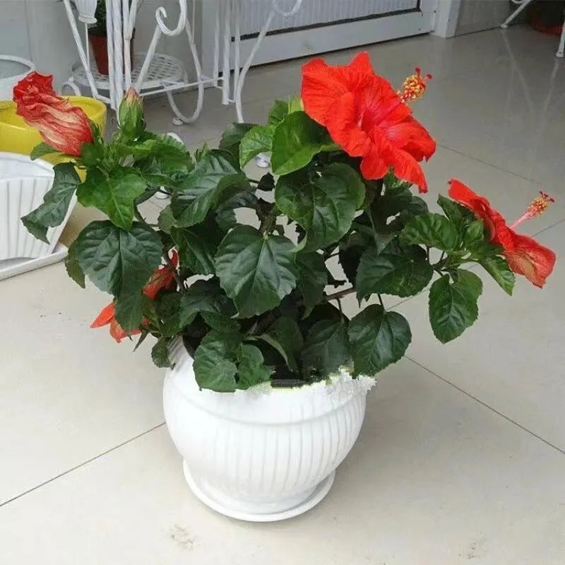 扶桑花养护方法大全,春天养这7种花