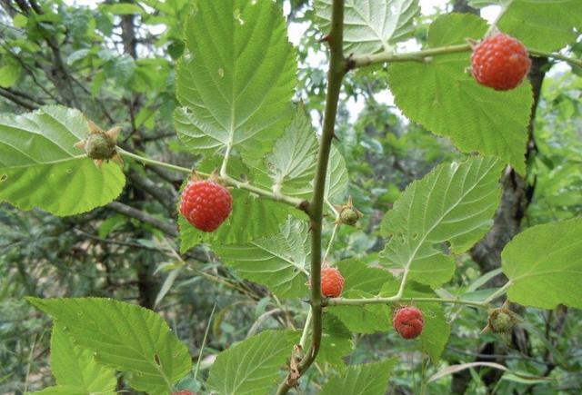 树莓和山上野果有什么区别,有一种和野草莓一样的果子