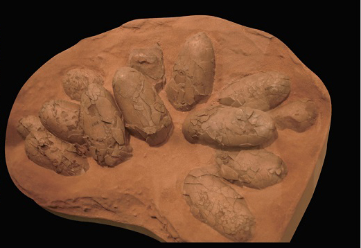 恐龙蛋化石里面有恐龙基因吗,关于恐龙蛋和恐龙化石的科普