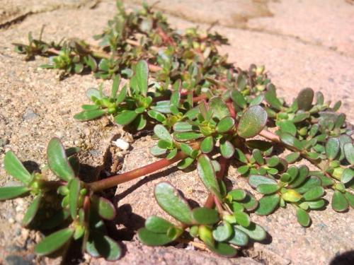 立春过后哪几种野菜好吃,立春后吃什么野菜长得快