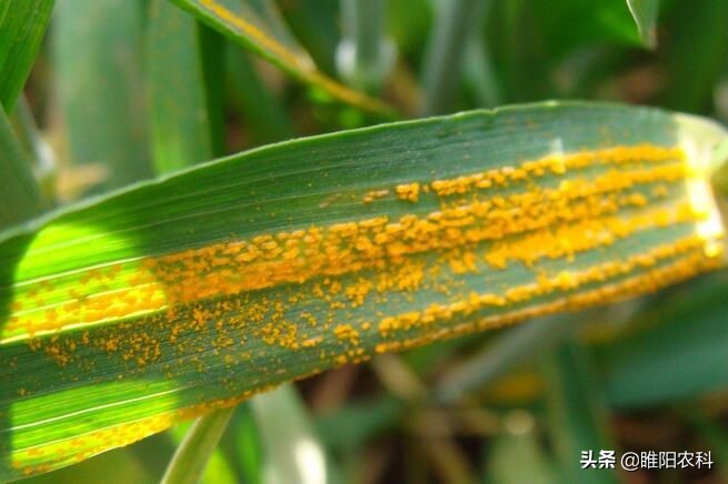 小麦条锈病流行的影响因素,小麦条锈病危害