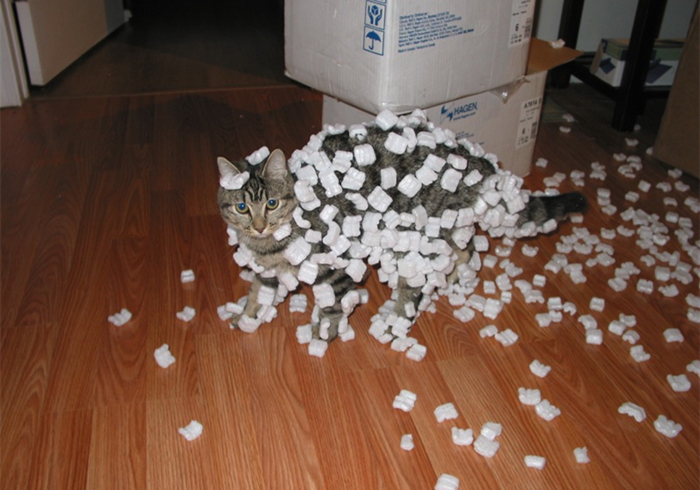 想撸猫但是猫害怕怎么办,想撸猫又怕脏怎么办