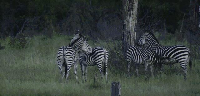 顶级捕猎者狩猎场面,狼群捕猎瞬间
