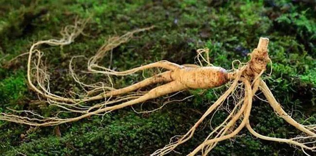 长白山发现神秘的石碑,吉林发现长白山人参石碑的地方