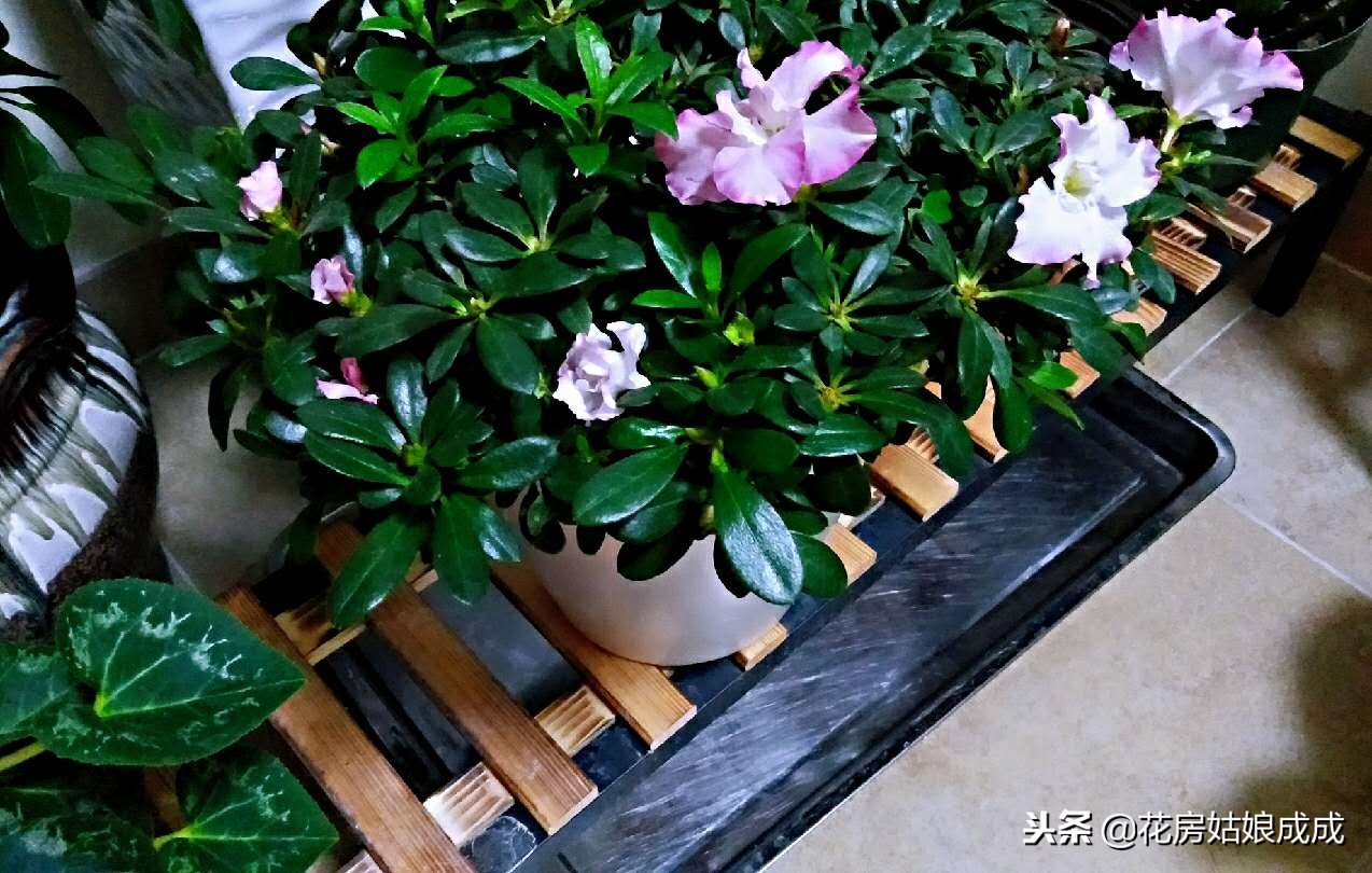 杜鹃花掉叶子怎么办,杜鹃花掉叶子严重怎么补救