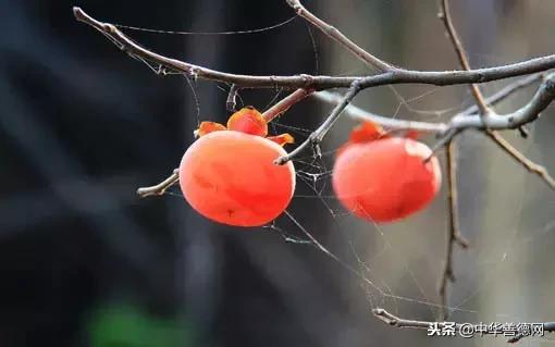 留几枚柿子在树上吧,让感恩变成一种习惯