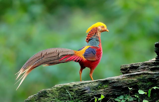 世界所有国家国鸟,世界各国国鸟大全