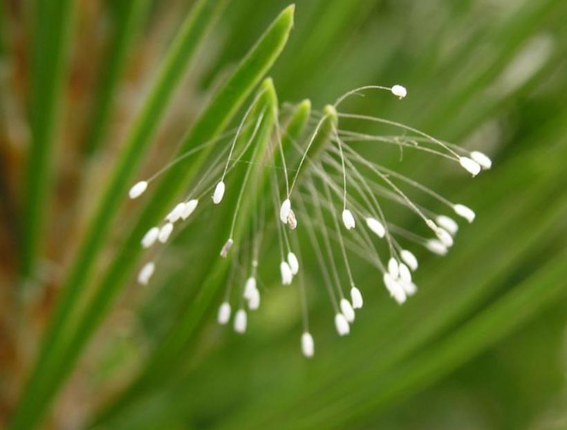 民间4大佛教花卉，见花见吉祥，是真的吗？