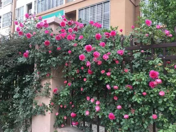 买假花月季,网上买的月季怎么处理